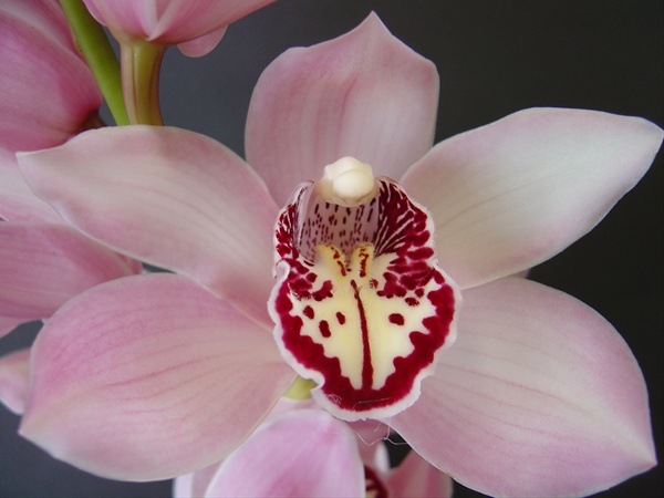 Cymbid Shogun - Cymbidium - Orchids - Flowers by category | Sierra
